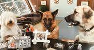 Cats & Dogs: The Revenge of Kitty Galore (Image via Warner Bros)